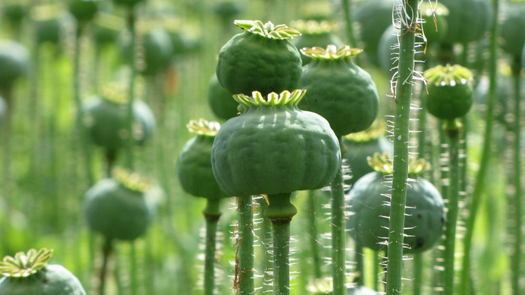 Mohnblüte am Hohen Meißner in Germerode