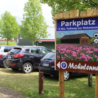 Mohnblüte am Hohen Meißner in Germerode