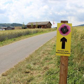 Mohnblüte am Hohen Meißner in Germerode