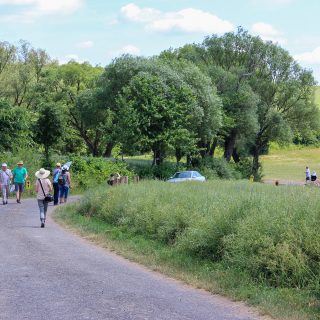 Mohnblüte am Hohen Meißner in Germerode
